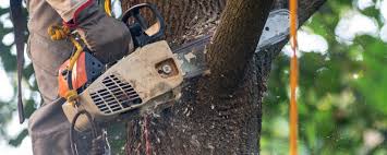 Best Arborist Consultation Services  in Rm Beach, WA