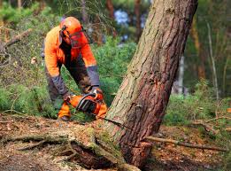 How Our Tree Care Process Works  in  Warm Beach, WA
