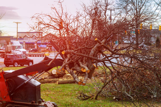 Rm Beach, WA Tree Care Pros