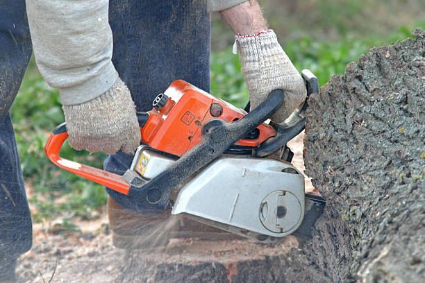 Best Lot and Land Clearing  in Rm Beach, WA