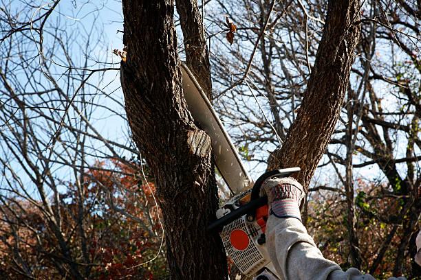 Best Stump Grinding and Removal  in Rm Beach, WA