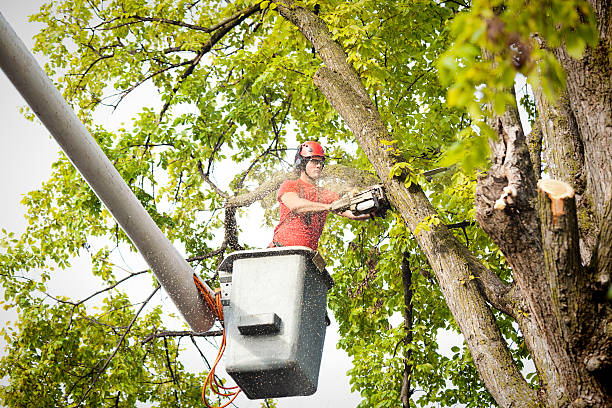 Trusted Warm Beach, WA Tree Care Experts